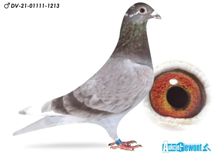 M. Schumacher  DV-01111-21-1213