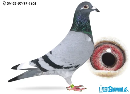 Paul-Heinz Wesjohann DV-07497-23-1606