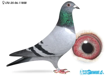 Waldemar Lutz LUT-06-25-11858