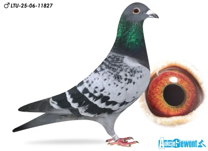 Waldemar Lutz LTU-06-25-11827