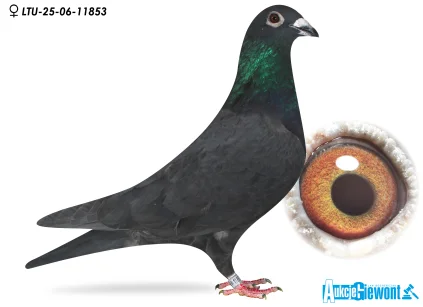 Waldemar Lutz LTU-06-25-11853