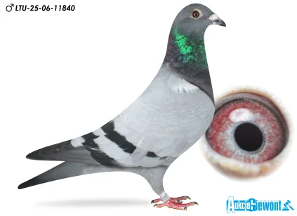 Waldemar Lutz LTU-06-25-11840