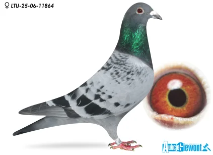 Waldemar Lutz LTU-06-25-11864