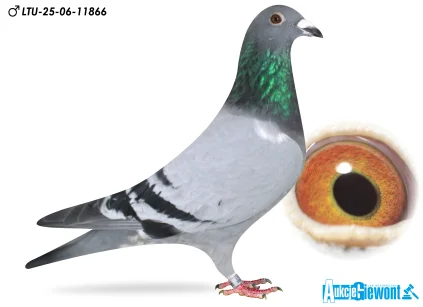 Waldemar Lutz LTU-06-25-11866