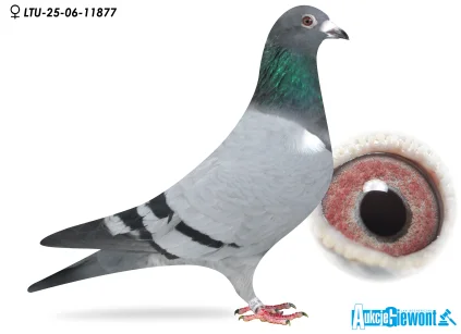 Waldemar Lutz LTU-06-25-11877