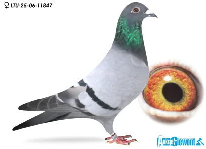 Waldemar Lutz LTU-06-25-11847