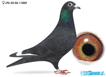 Waldemar Lutz LTU-06-25-11820