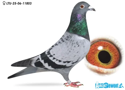 Waldemar Lutz LTU-06-25-11803