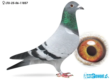 Waldemar Lutz LTU-06-25-11857