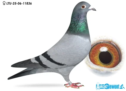 Waldemar Lutz LTU-06-25-11836