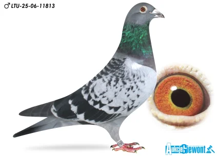 Waldemar Lutz LTU-06-25-11813