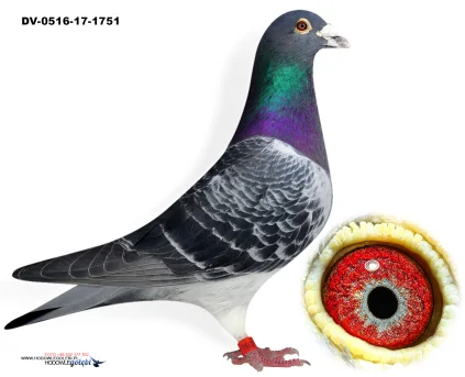 RAINER PUTTMANN DV-0516-17-1751