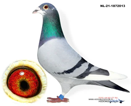 Olimpijczyk NL-21-1872013