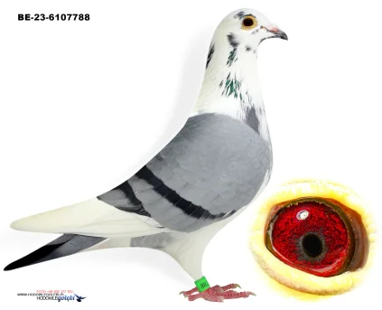 IMBRED KITTEL BE-23-6107788