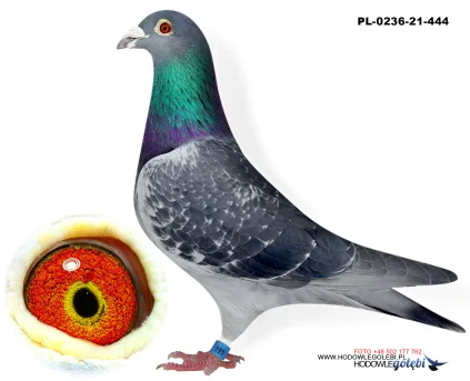 LINIA KRUGER 100% GIERCZAK PL-0236-21-444