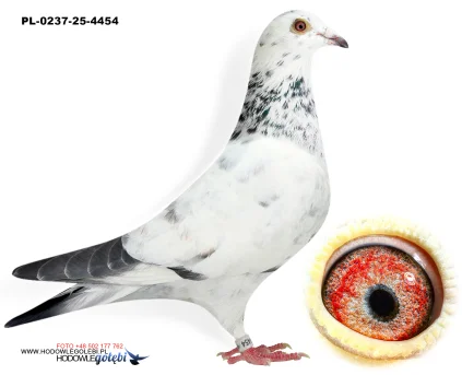 De Bruijn x Grijs PL-0237-25-4454