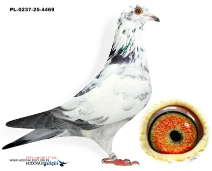 De Bruijn x Grijs  PL-0237-25-4469