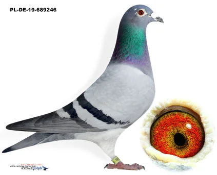 Oryg. Jan Bochenczak PL-DR-19-689246