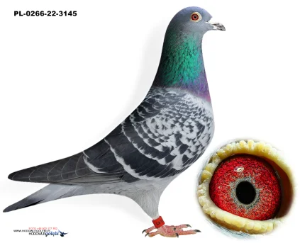 DOLOT Z WG GIEWONT PIELESIAK PL-0266-22-3145