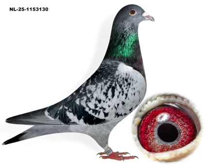 De Bruijn x D.G.de Greef NL-25-1153130