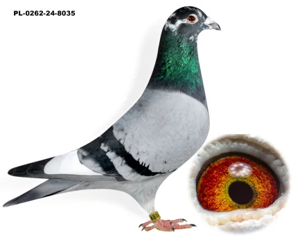 JAROSŁAW GĄDEK PL-0262-24-8035