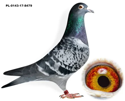 Wnuczka Rudego PL-0143-17-8479