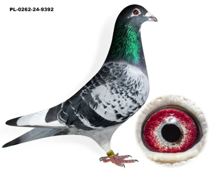 JAROSŁAW GĄDEK pl-0262-24-9392