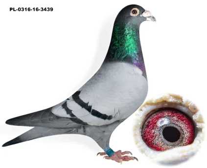 Gr.Son Aurora PL-0316-16-3439