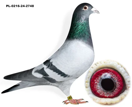 LECH RYCOMBEL X JORG HALLMANN PL-0216-24-2748