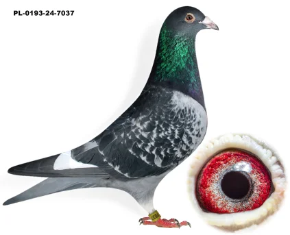 HOK JOS VERCAMMEN X HOK JOS VERCAMMEN  PL-0193-24-7037