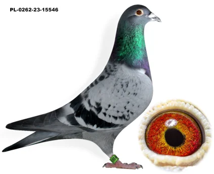 Syn Olimpijki  PL-0262-23-15546