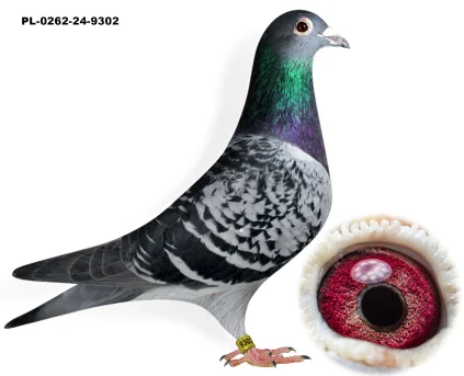 S.ROGAL X S.ROGAL PL-0262-24-9302