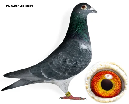 THONE JOS X SIOSTRA ELIUDA PL-0307-24-4641