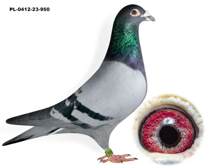 Sobczak Marcin Linia Porsche PL-0412-23-950