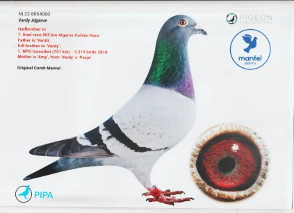 Oryg. Camb. Mantel NL-22-8054060