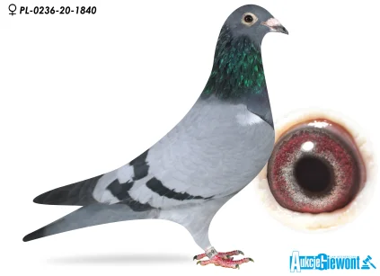 Jan Bocheńczak PL-0236-20-1840