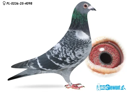 ZAGATA PL-0236-25-4098