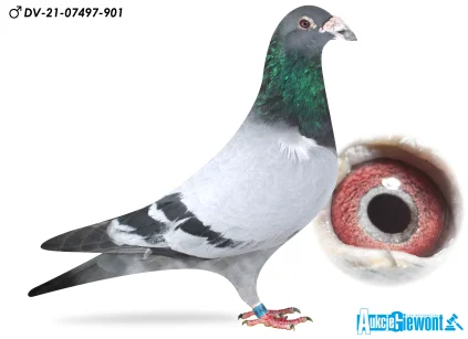 Paul-Heinz Wesjohann DV-07497-21-901