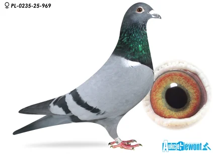 ZAGATA PL-0236-25-969