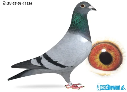 Waldemar Lutz LTU-06-25-11826