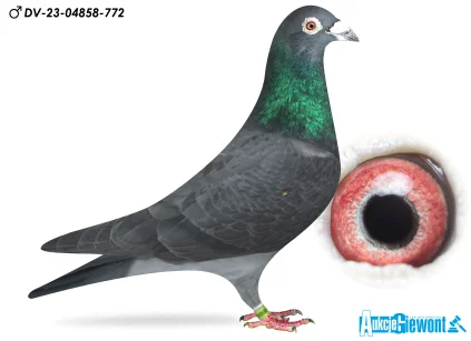 Team Germany DV-04858-23-772