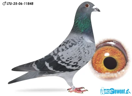 Waldemar Lutz LTU-06-25-11848