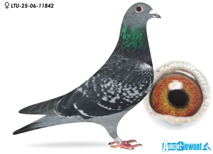 Waldemar Lutz LTU-06-25-11842