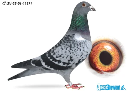 Waldemar Lutz LTU-06-25-11871