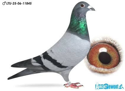 Waldemar Lutz LTU-06-25-11845