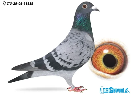 Waldemar Lutz LTU-06-25-11838