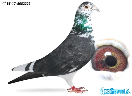 Waldemar Lutz BE-17-5082323