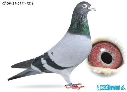 M. Schumacher  DV-21-0111-1216