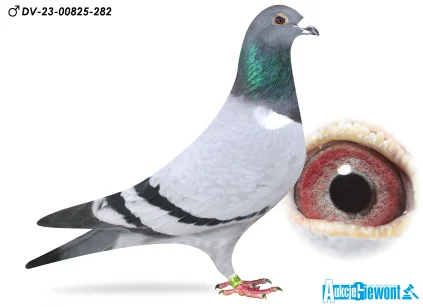 DR. SCHWIDDE DV-23-00825-1282