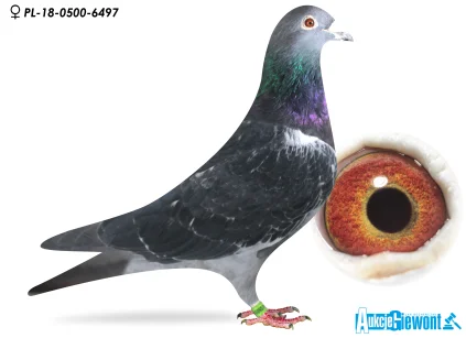 GIERCZAK TADEUSZ PL-0500-18-6293